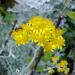 Perene: SREBRNA PEPELJUGA - Cineraria maritima, slika1